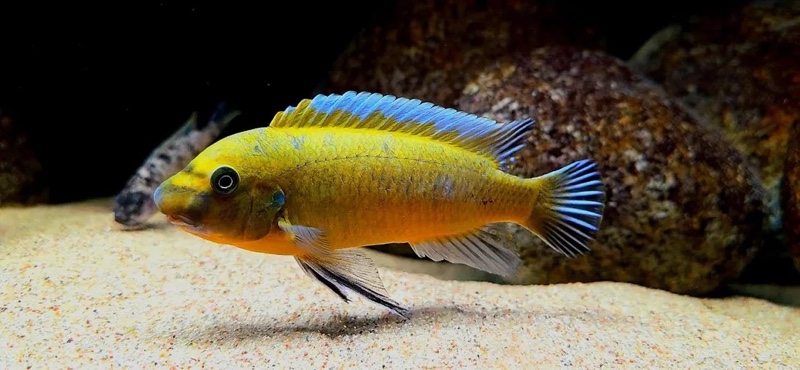 Labeotropheus trewavasae 'Chilumba'
